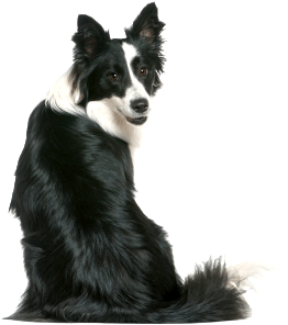 Pet Odor Treatment Pet Odor Treatment